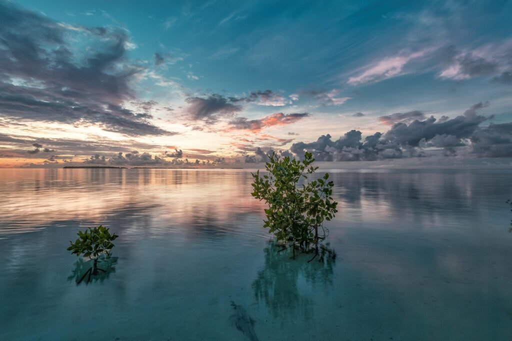 sea, mangrove, before sunrise, mystery, reflection, water, sky, cloud, tropical, plant, natural, landscape, scenic, atoll, halma hera sea, nature, widi island, indonesia